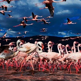 Daytrip Lake Nakuru - Date with the flamingoes